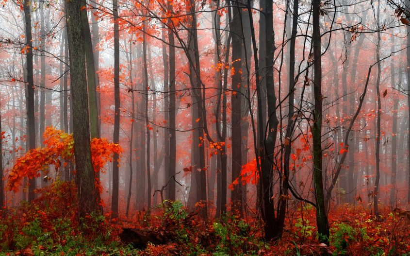 Фото Очень красивая осень в лесу