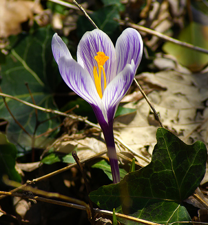 Photo Purple spring Crocus (© zmeiy), добавлено: 06.05.2014 10:35
