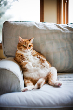 Толстый муж на диване