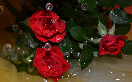Фото Красные розы с зелеными листьями в каплях воды