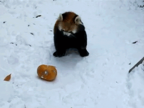 Фото Красная панда / Red Panda играет с каким-то предметом зимой на снегу