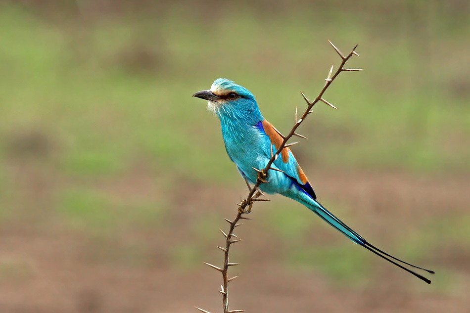 Фото Голубая маленькая птичка сидит на ветке