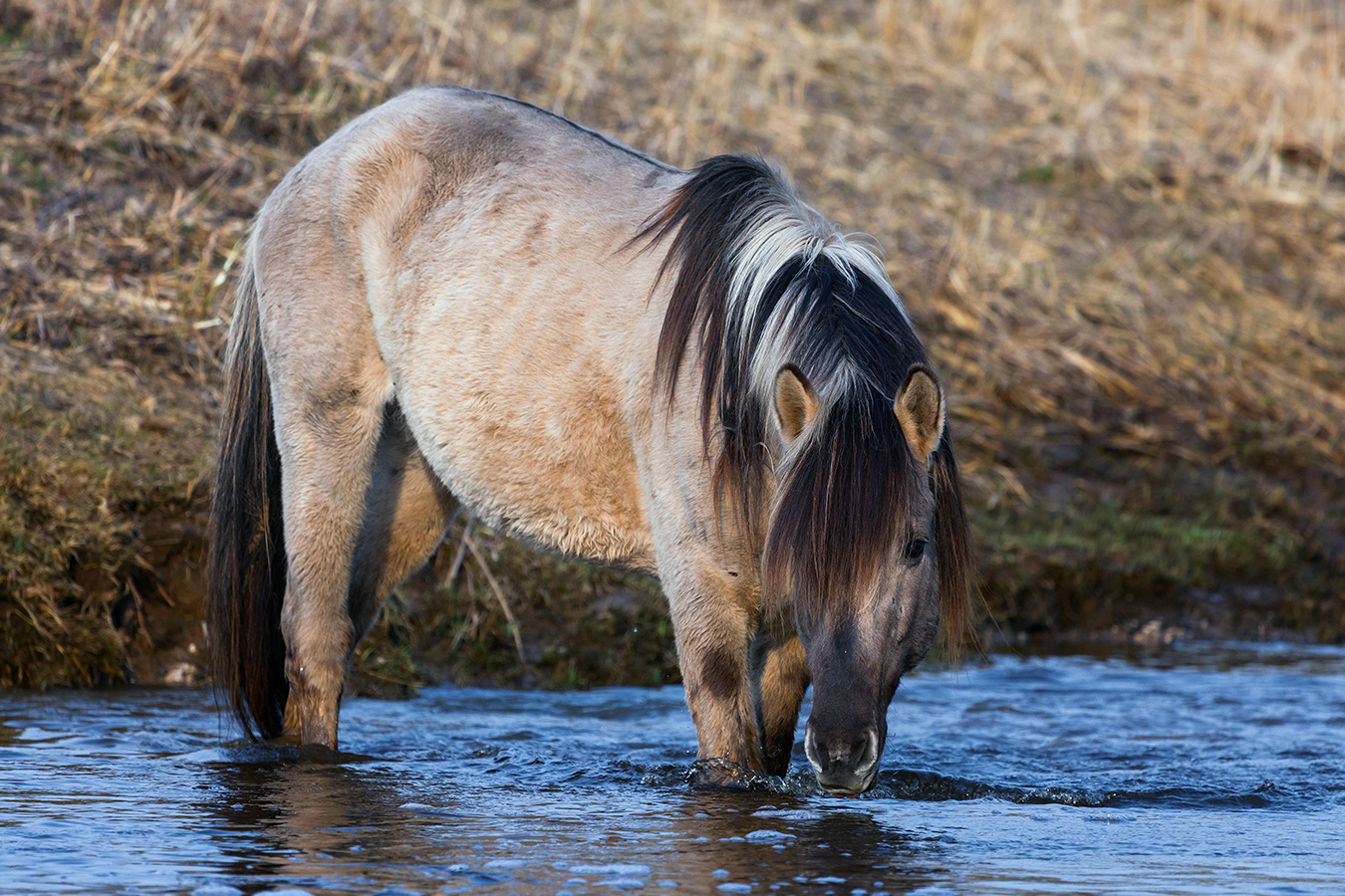 Фото Лошадь, пьющая воду у берега реки