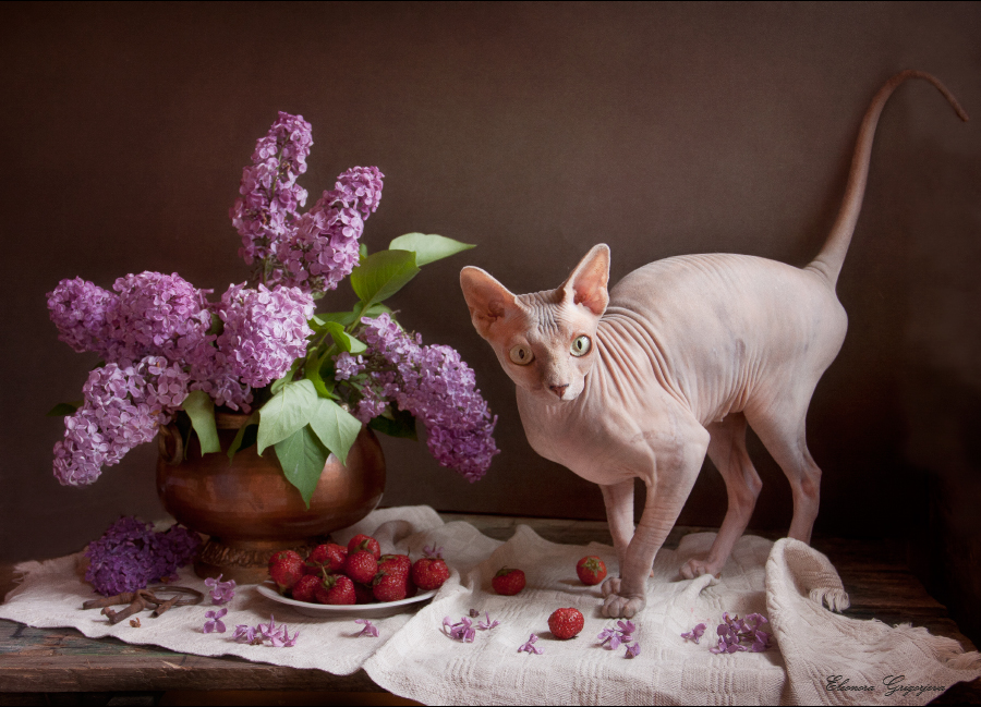 Пепельный, открытка с котом сфинксом