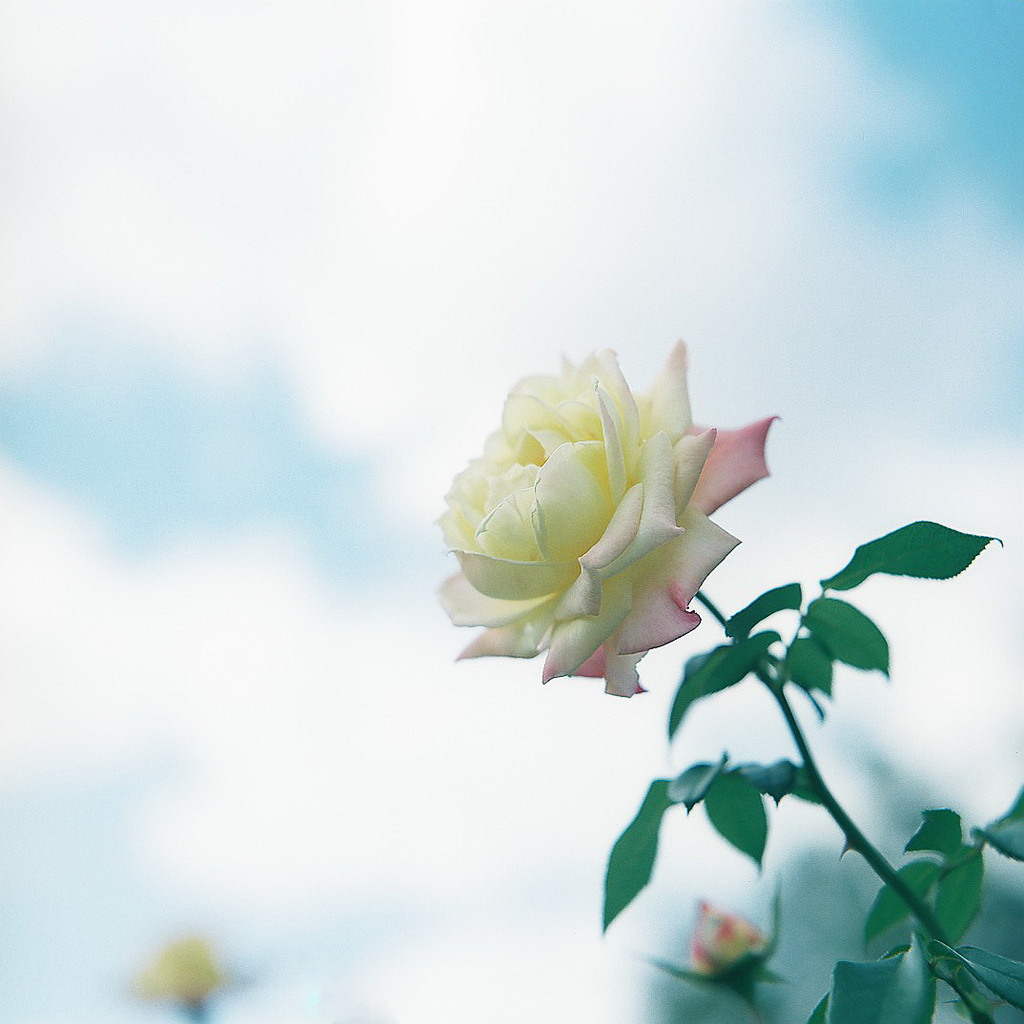 Белые розы на голубом небе