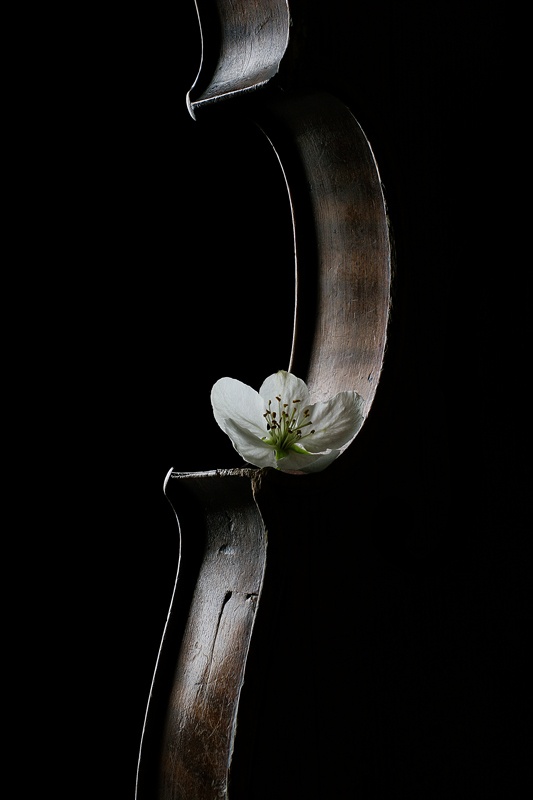Фото Цветок вишни на музыкальном струнном инструменте