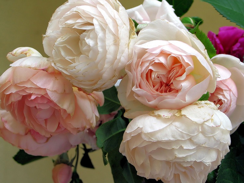Фото Белые и розовые розы, на светло-зеленом фоне