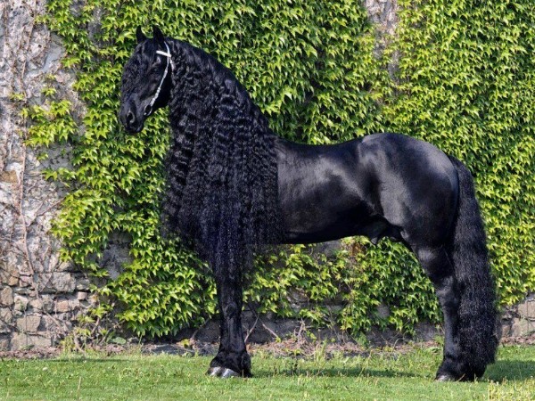 Фото Черный конь с длинной гривой на зеленом фоне