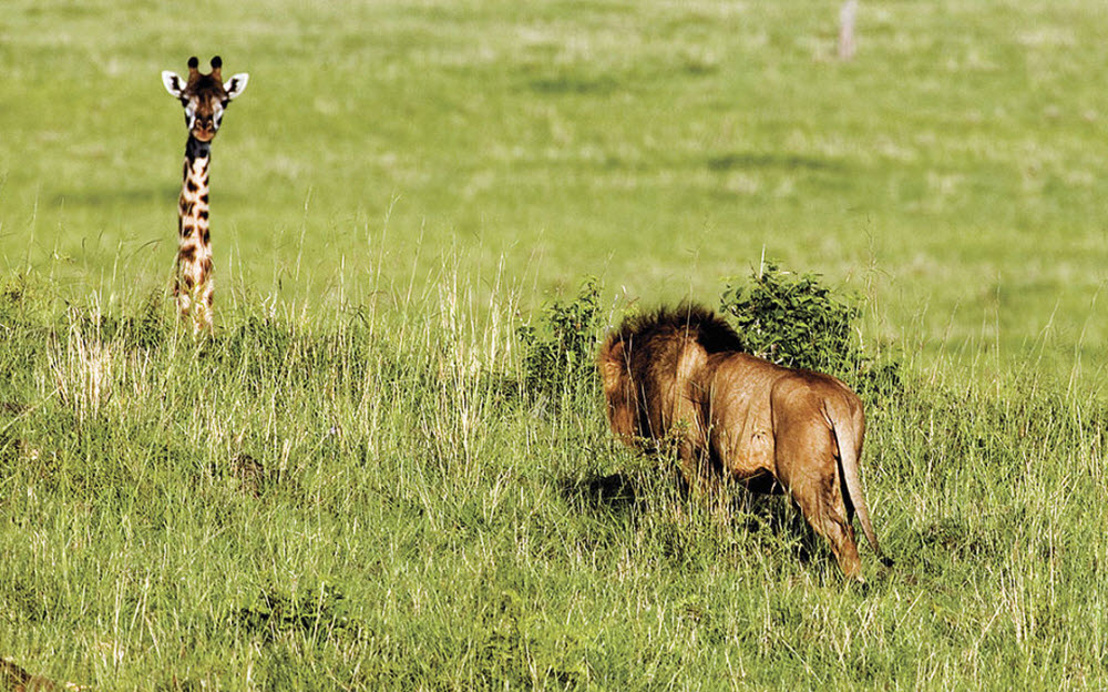 Фото Охота льва / Panthera leo на жирафа / Giraffa camelopardalis в заповеднике Масаи-Мара, Кения / Maasai Mara, Kenya, фотограф Габриэла Стэблер / Gabriela Staebler