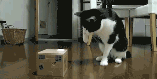 Фото Кот пытается что-то соскоблить с картонной коробки, это ему мешает сделать, сидящий в этой коробке, другой кот