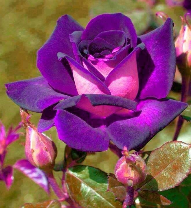 Фото Фиолетовая роза, на зеленом фоне