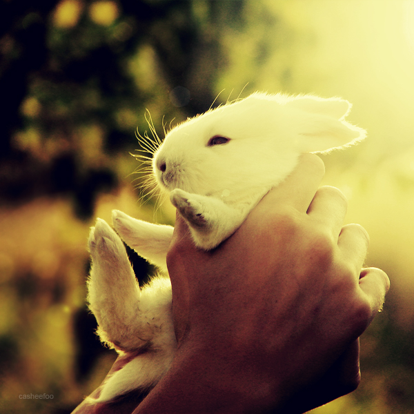 Фото В руках белый кролик, by CasheeFoo