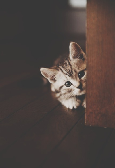 Фото Маленький котенок прячется