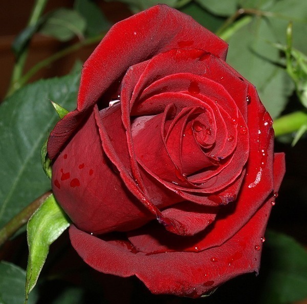 Фото Красная роза в каплях росы