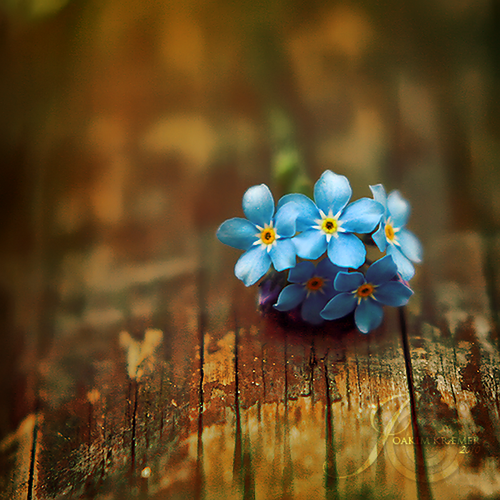 Фото Маленький букет голубых цветов лежит на стволе дерева