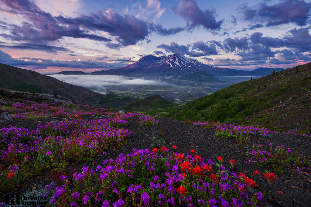 Фото Цветочная поляна и горы вдалеке