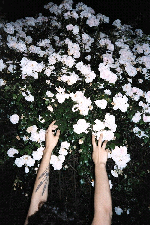 Фото Руки девушки тянутся к белым цветам