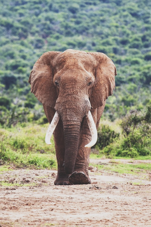 Фото Большой слон идет по тропинке