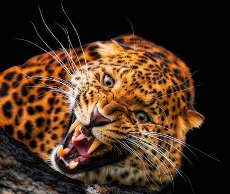 Леопард на черном фоне фото