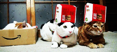 Фото На головах у котов коробки из Макдоналдс (only one big mac)