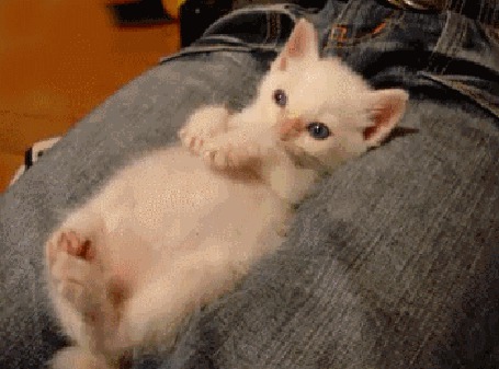 Фото Белый котенок лежит на коленях и сладко зевает