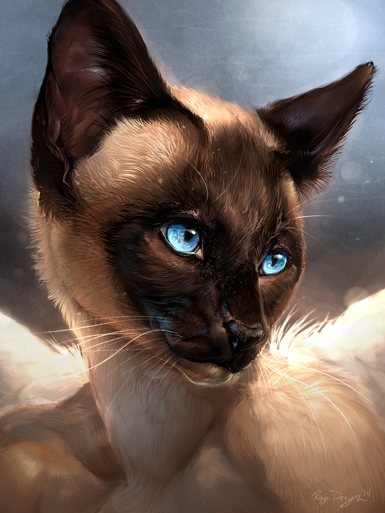 сиамская кошка рисунок