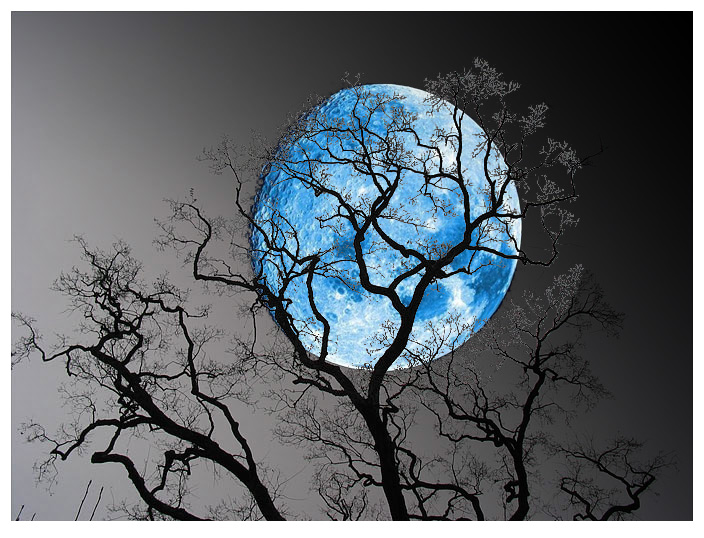 Фото Голубая луна за голыми деревьями