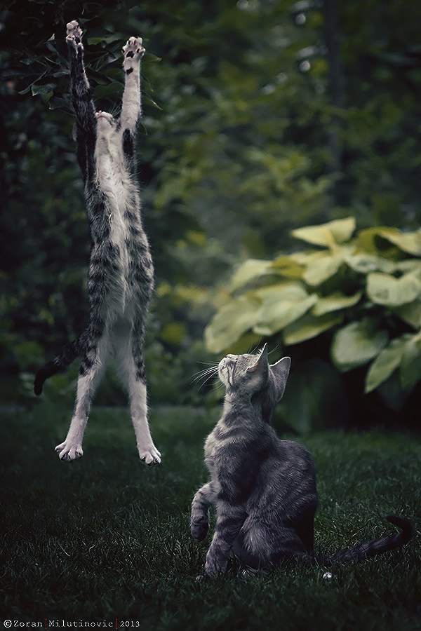 Фото Кот подпрыгнул вверх и другой рядом сидящий кот смотрит на него, фотограф Зоран Милутинович