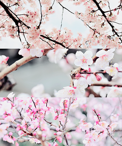 Фото Ветки цветущей сакуры