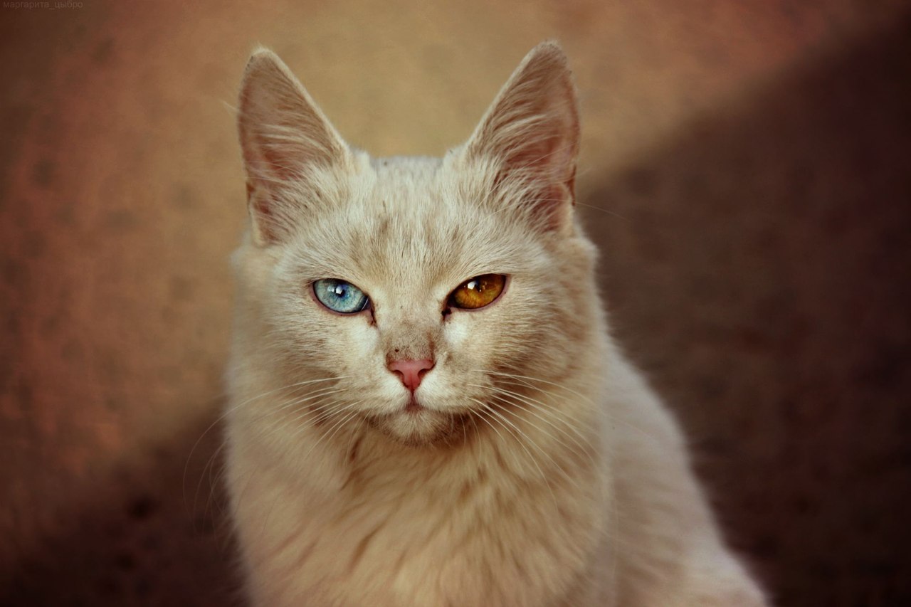 Фото Бежевый кот с разным цветом глаз, фотограф Маргарита Цыбро