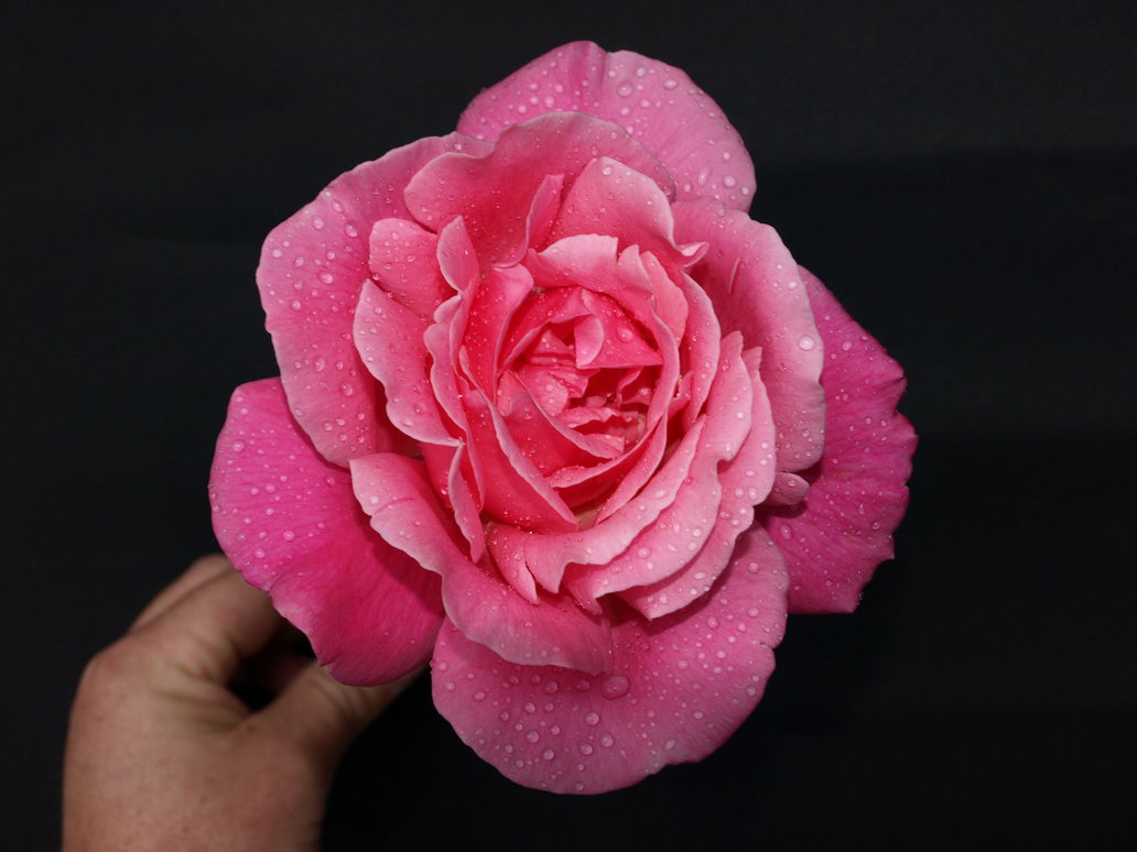 Фото Розовая роза в каплях воды в руке