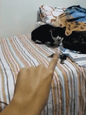 Порядок кота. Безумный кот gif. Сумасшедший кот гифка. Сумасшедший кот gif. Сумасшедшая кошка гиф.