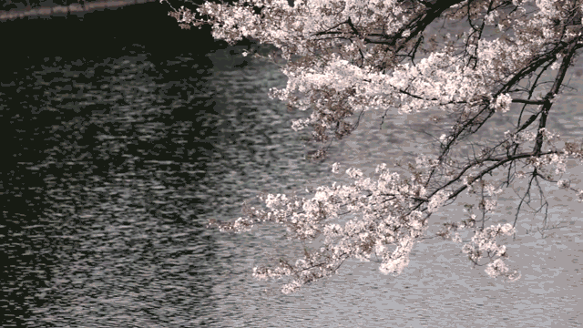 Фото Ветка цветущего дерева склонилась над речной рябью