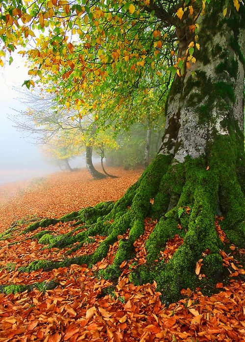 Фото Дерево, покрытое зеленым мхом с разноцветными листьями, на фоне  туманного леса