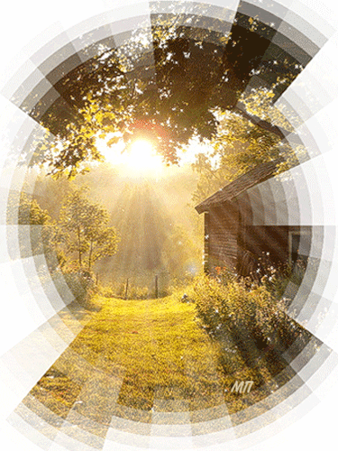 Фото Неяркое осеннее солнце освещает деревья в желтой листве и бревенчатый домик в лесу (МП)