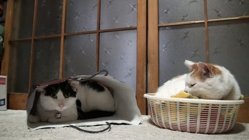 Фото Кот - хулиган лупит лапой лежащую в пакете кошку