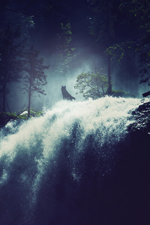 Фото Силуэт волка, виднеющийся на краю водопада