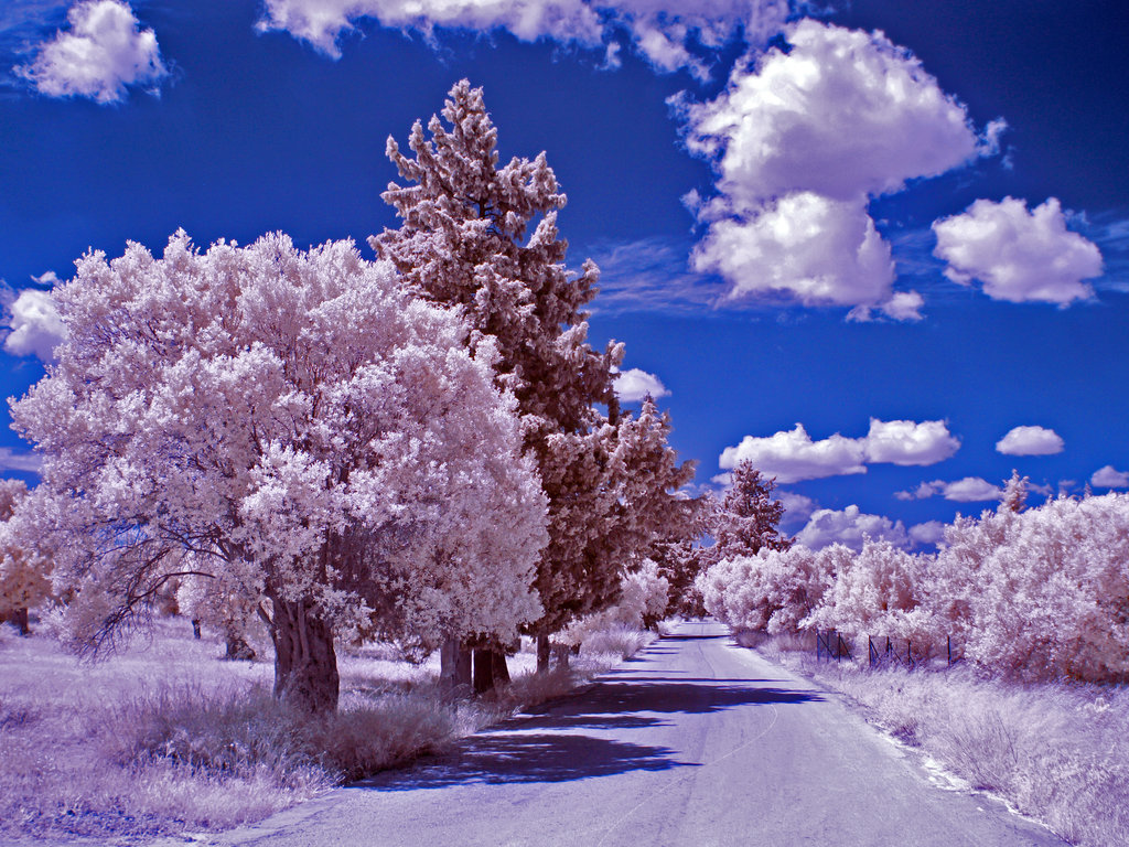 Фото Цветные деревья на фоне синего неба с белыми облаками