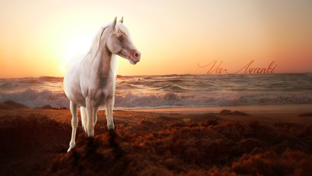 Фото Конь на побережье моря