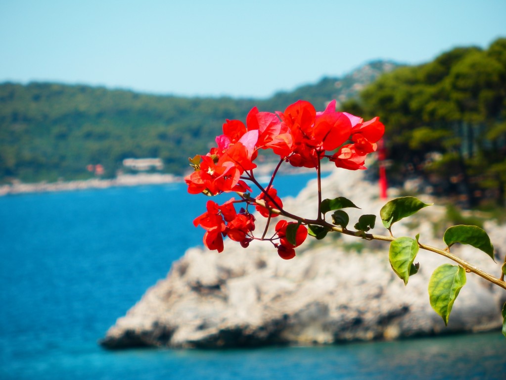 Фото Красный цветок на фоне моря