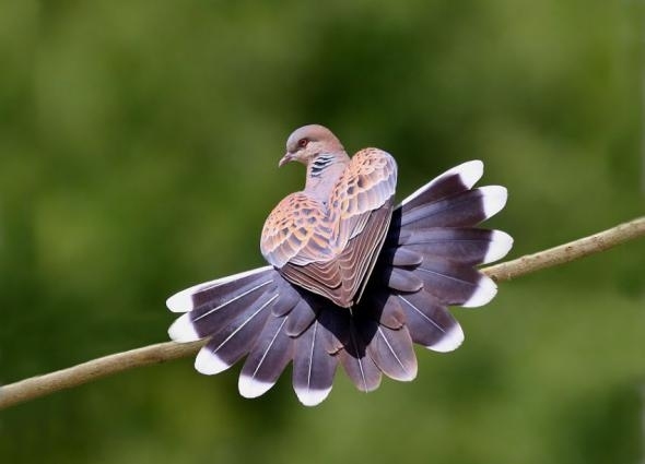 Фото Голубь с распущенным хвостом и сложенными сердечком крыльями