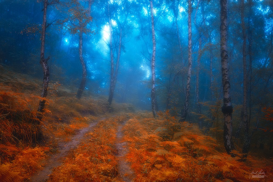 Фото Дорога в осенней траве в туманный лес
