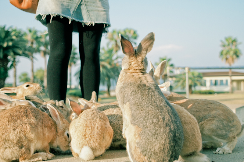 Фото Кролики собрались возле девушки