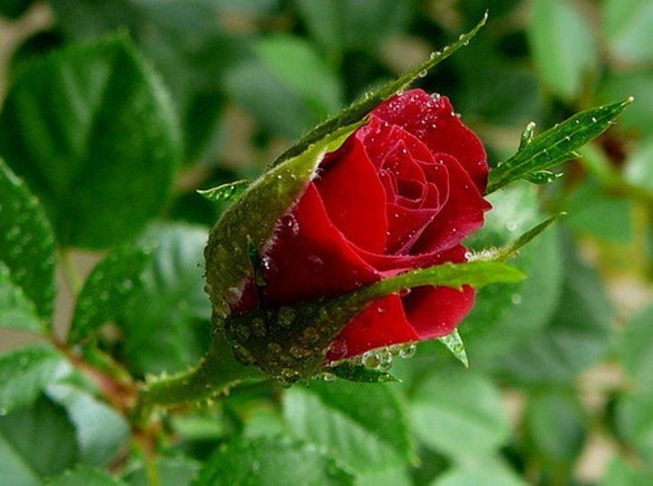 Фото Красная роза в капельках росы, на фоне зеленых листьев