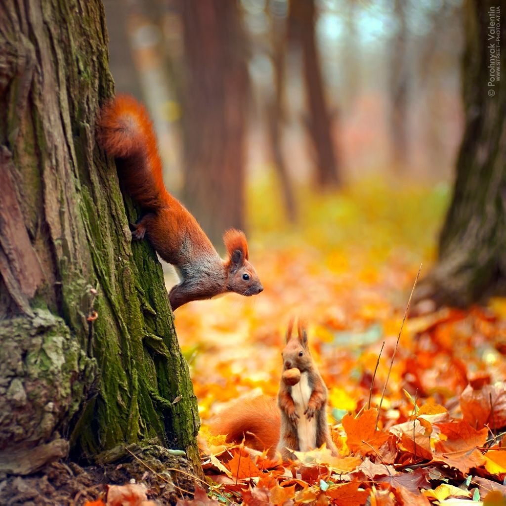 Фото Рыжая белка, сидящая на стволе дерева, другая, стоящая на осенних листьях с орехом во рту