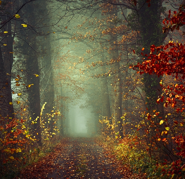 Фото Дорога в осеннем лесу, усыпанная яркими листями, ведет в туманную даль, автор Oer-Wout