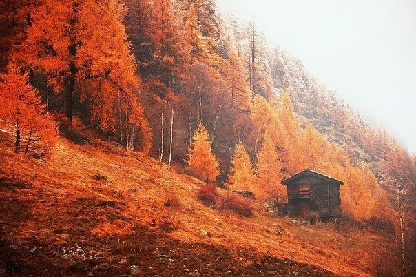 Фото На горе заброшенный дом в окружении деревьев с осенними листьями