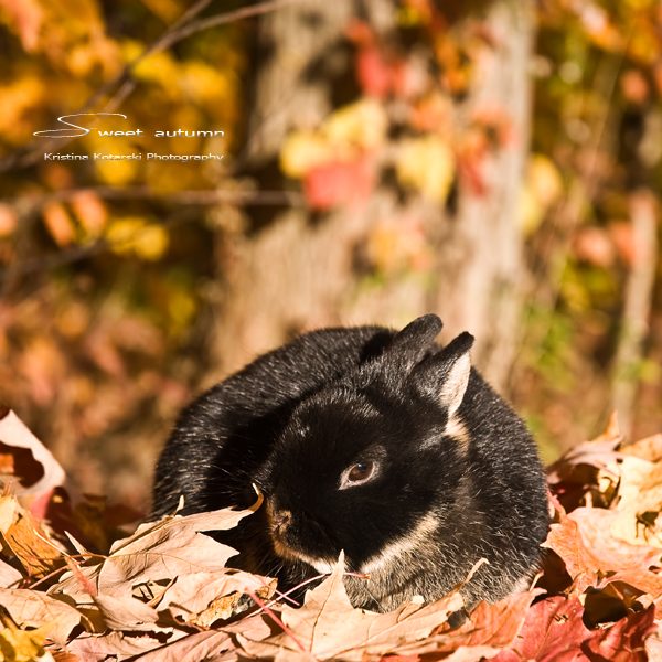 Фото Черный кролик лежит на опавших листьях Sweet autumn / Сладкая осень, автор Kristina Kotarski
