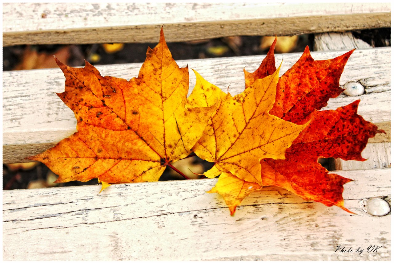 Осень листок на скамейке