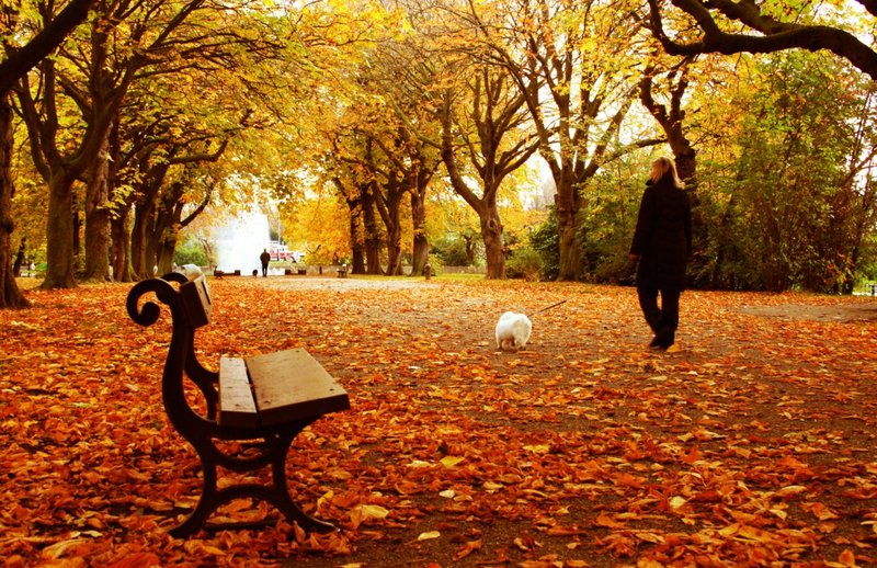 Фото Мужчина, прогуливающийся в парке с собакой по аллее, усыпанной осенними листьями